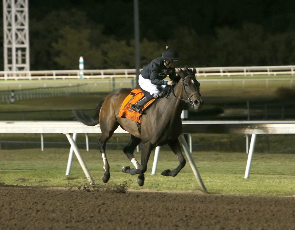 's All Wolfe - OKC Distaff - Dustin Orona Photography