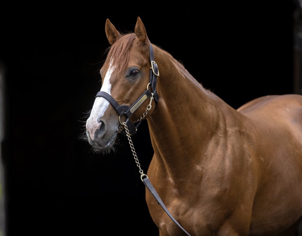 Justify at Coolmore Ashford Stud on May 19, 2021. - Foto: Barbara Livingston DRF
