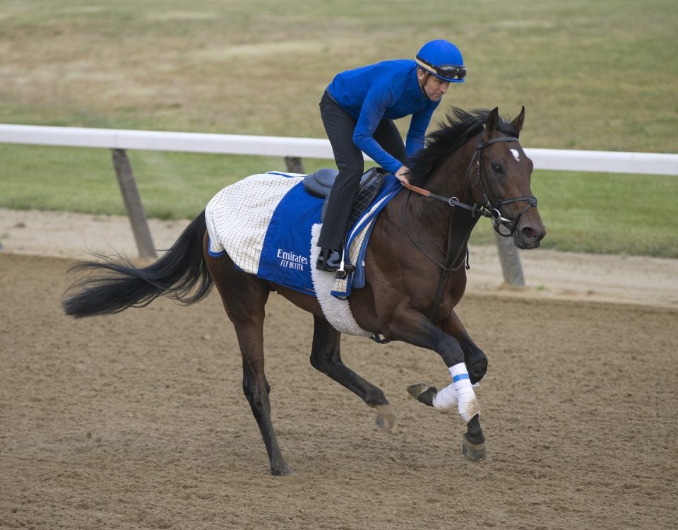 Silver Knott - Belmont Park - Barbara D. Livingston