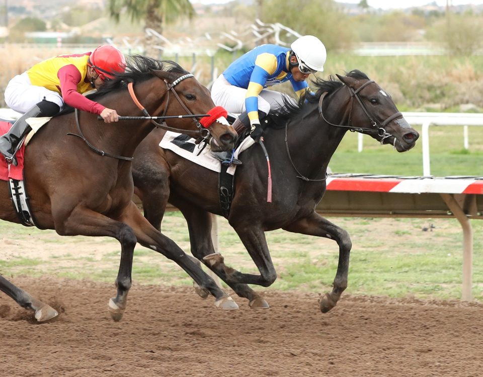 SAKURA BLOSSOM - Arizona Oaks - Turf Paradise - Coady Photo
