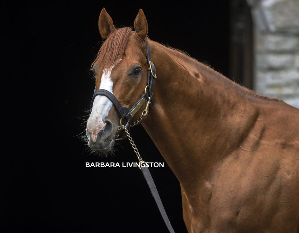Justify - foto Barbara Livingston - Daily Racing Form