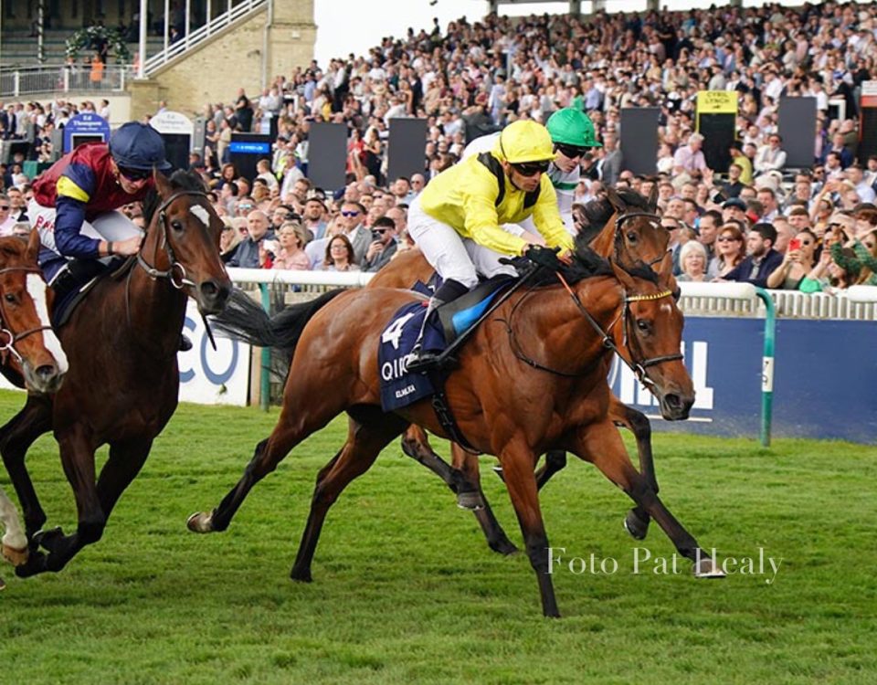 Elmalka - QIPCO 1000 Guineas - Pat Healy photo