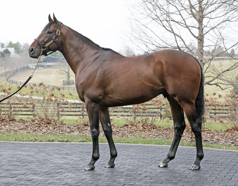 American Pharoah - DRF Barbara Livingston