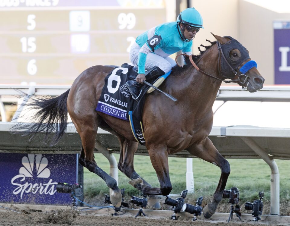 Citizen Bull - Foto: Barbara D. Livingston - Daily Racing Form