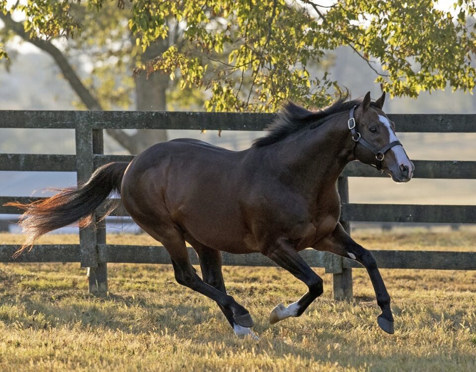 Into Mischief - Barbara D. Livingston - Daily Racing Form