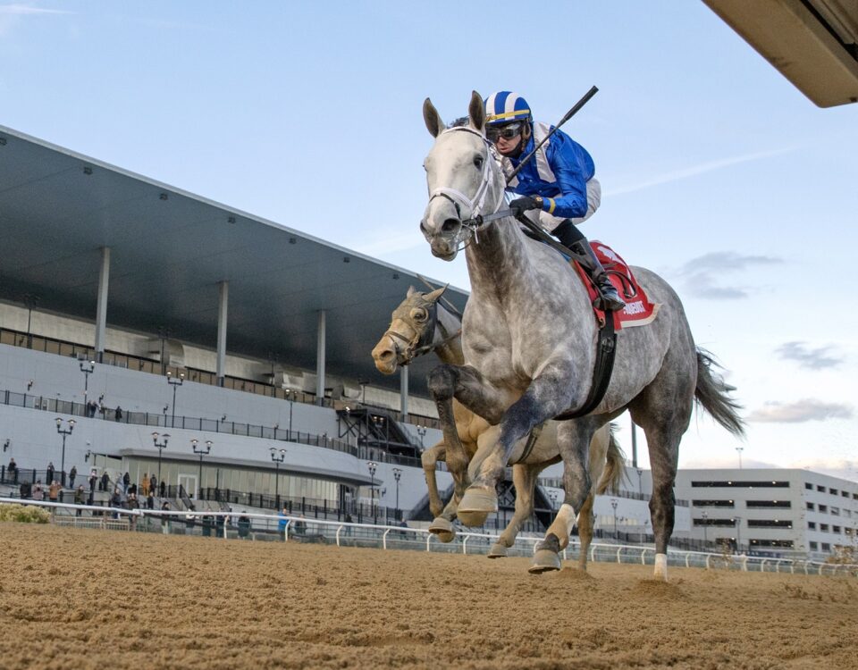 Muhimma - Foto: Barbara D. Livingston - Daily Racing Form