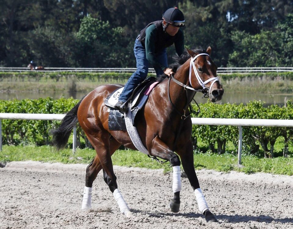 River Thames - Palm Beach Downs - Susie Raisher