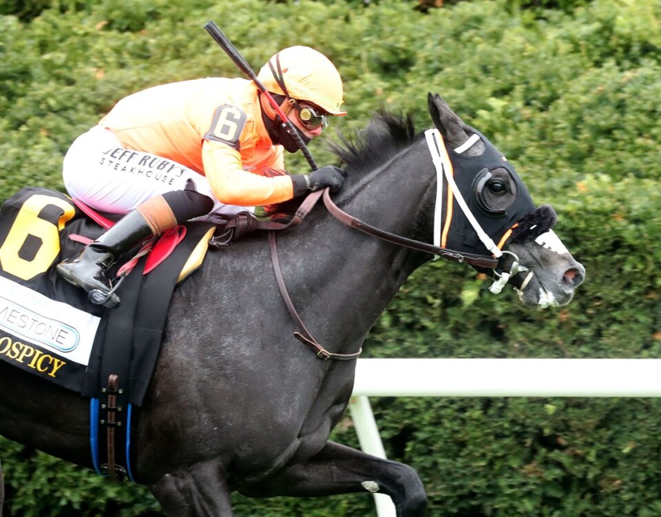 Shisospicy - Limestone Stakes - Coady Media